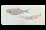 Three Detailed Knightia Fossil Fish - Wyoming #75986-1
